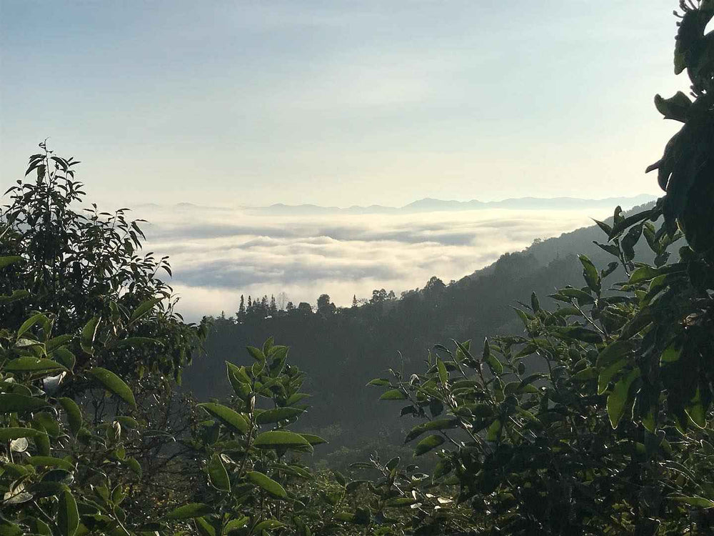 Nature et thé au Yunnan — publication Instagram DaoThé
