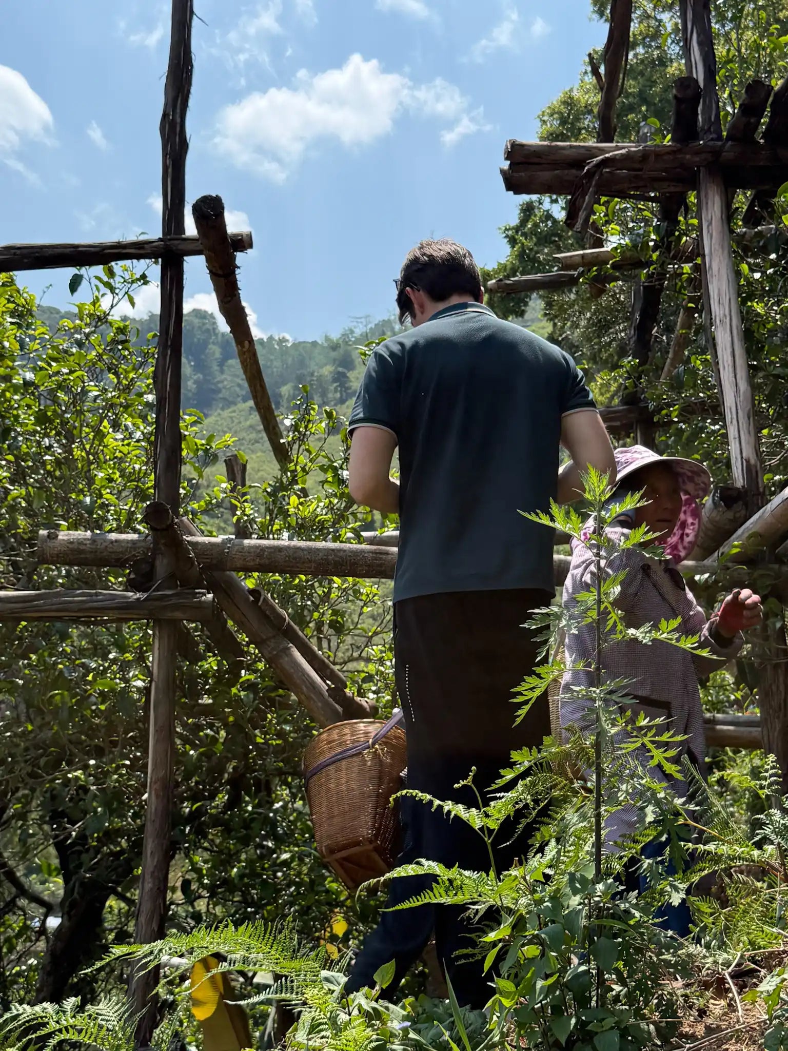 Cueillette de théiers gushu sur échafaudage en bois dans les montagnes du Yunnan — récolte Daothé