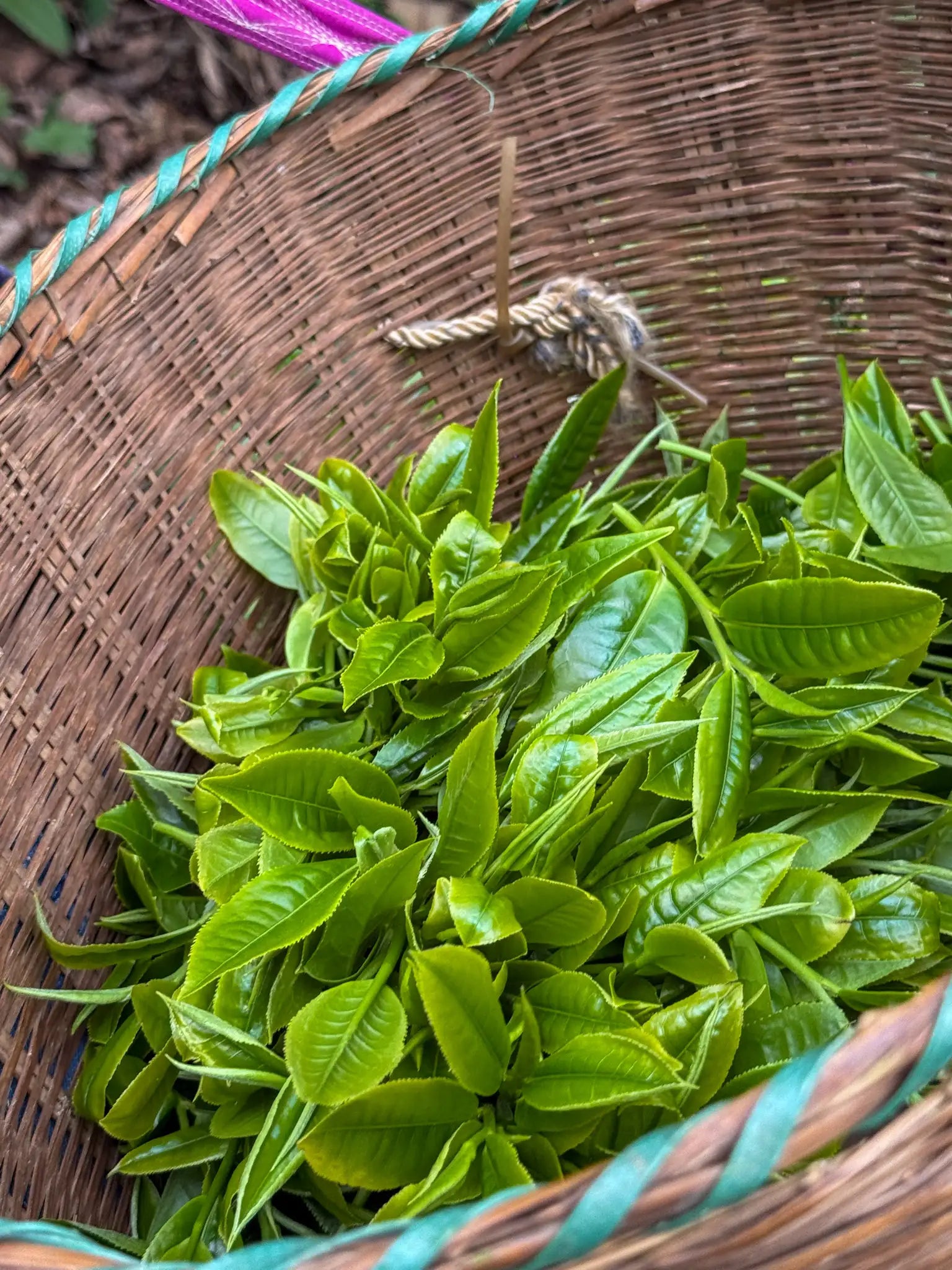 Feuilles de thé fraîchement cueillies dans un panier en bambou — récolte sur théiers anciens du Yunnan