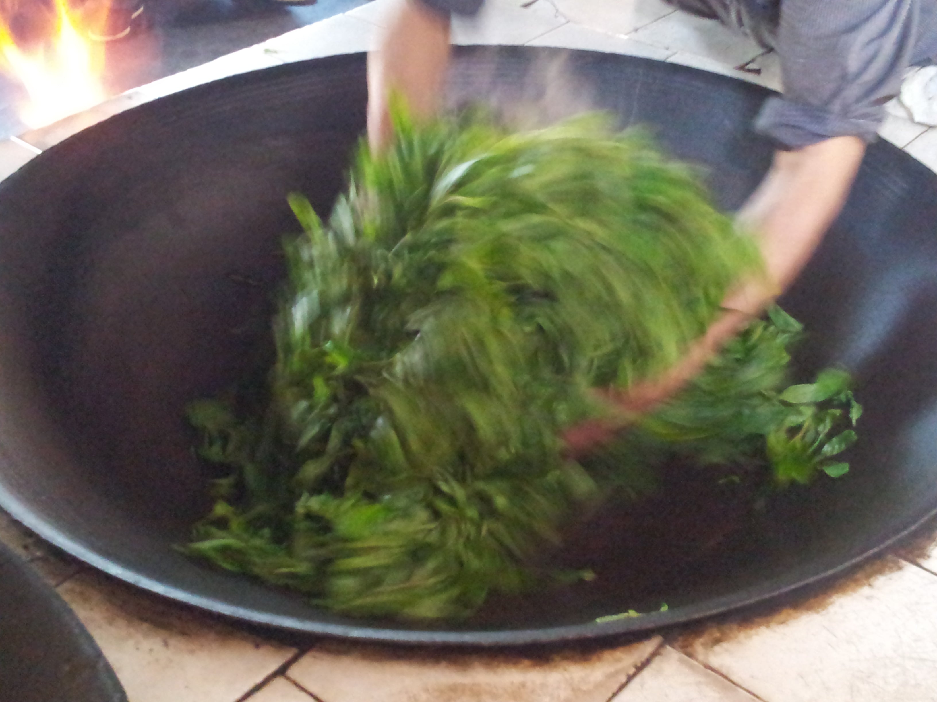 Récolte de thé au Yunnan — cueillette de bourgeons pour le Pu'er DaoThé