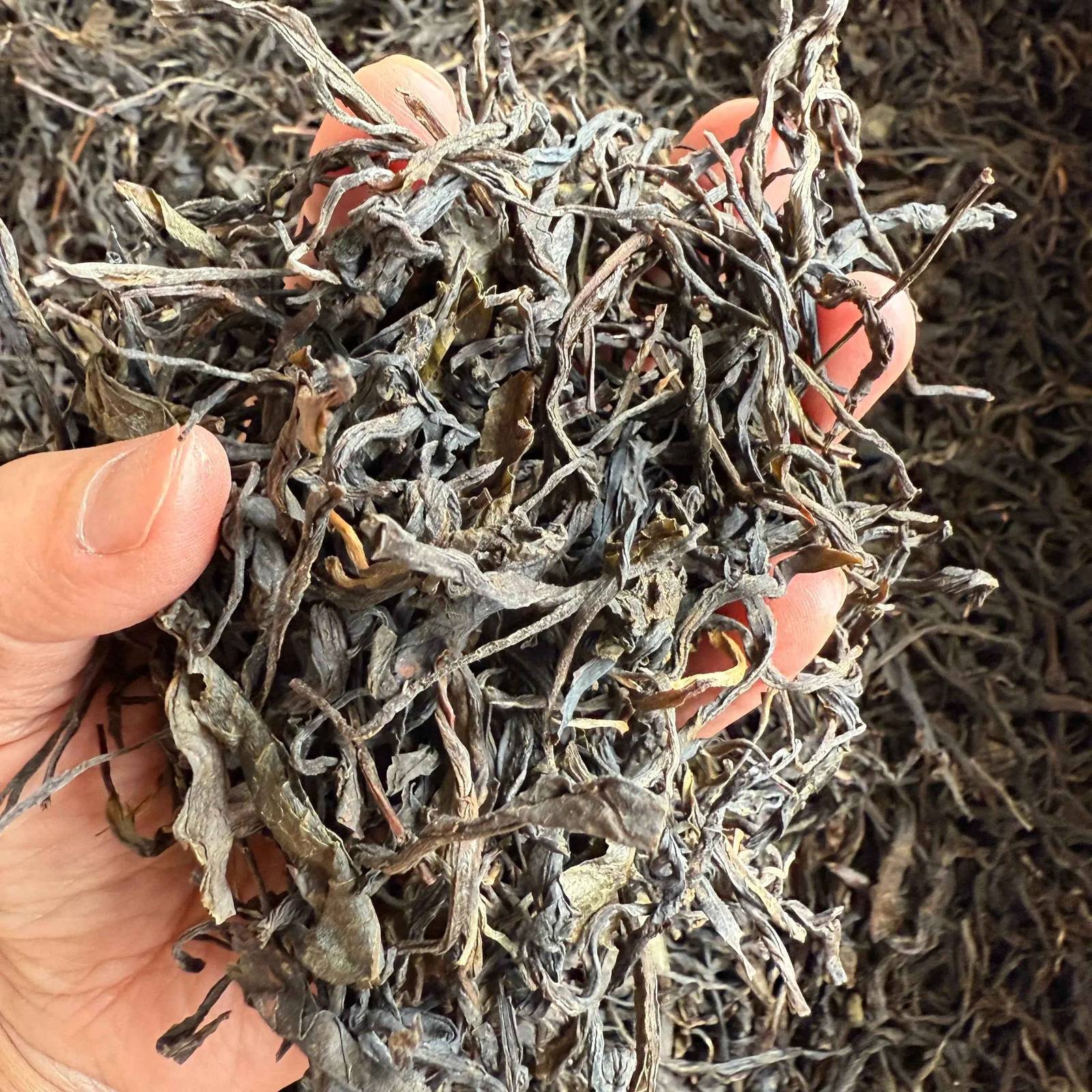 Feuilles de Pu'er roulées après séchage — Yunnan