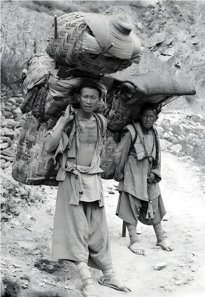 茶马古道：普洱茶的前世今生