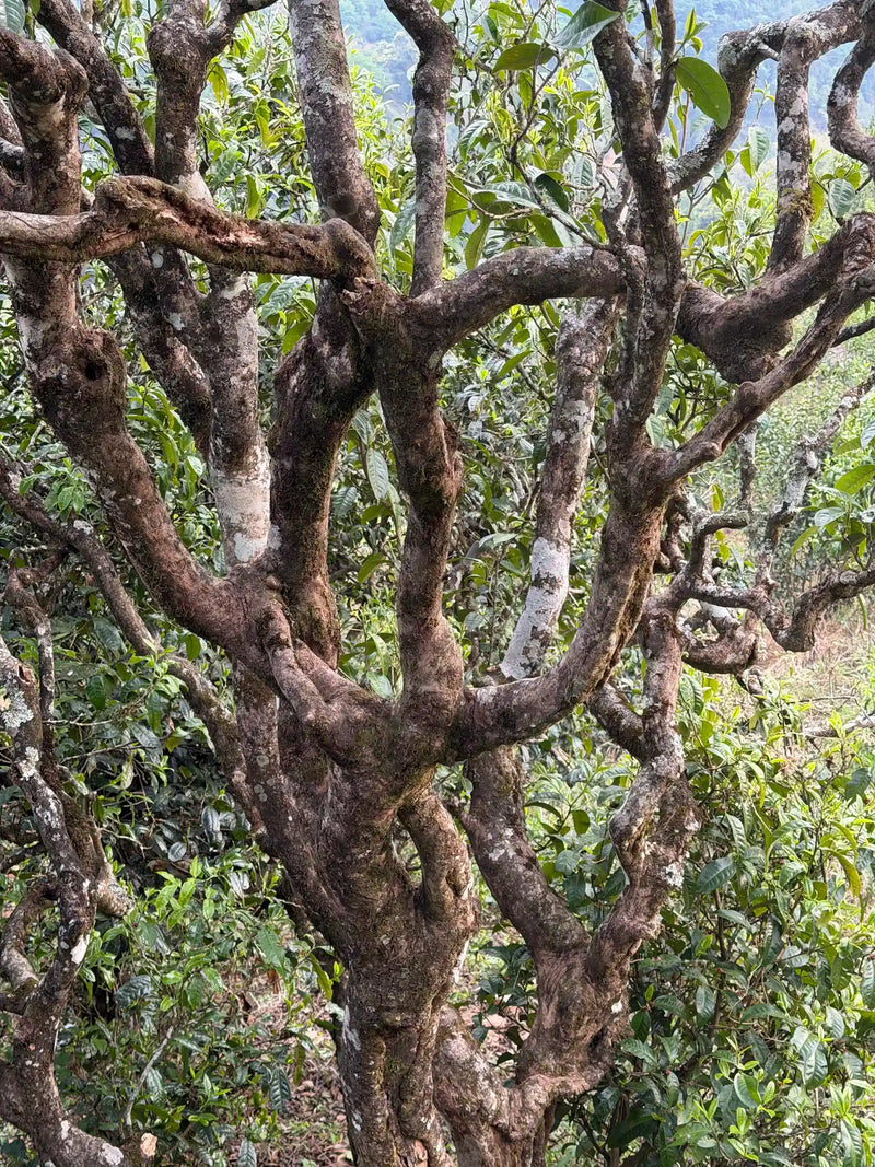 Gushu : qu'est-ce qu'un thé d'arbre ancien ?