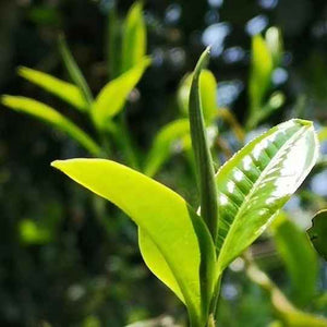 Montagnes du Yunnan, terroir de DaXueShan, origine du Pu'er fermenté Daothé
