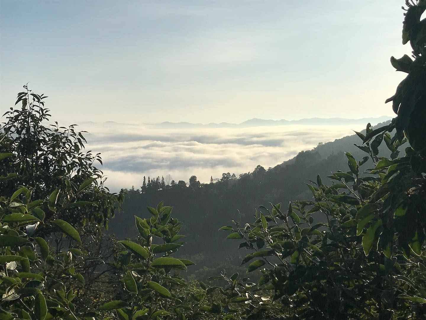 Nature et thé au Yunnan — publication Instagram DaoThé
