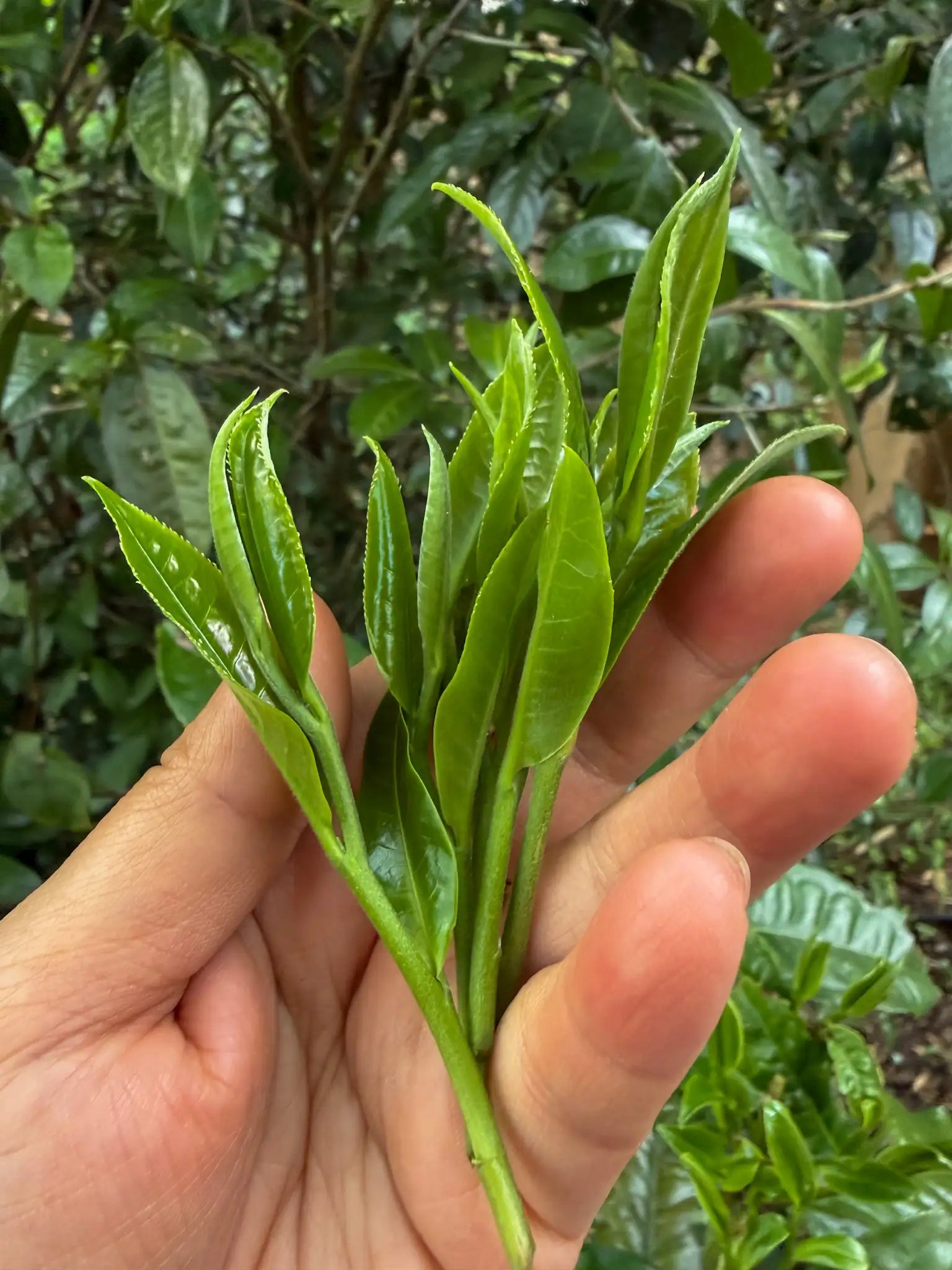 Main tenant des pousses fraîches de théiers gushu — deux feuilles et un bourgeon, cueillette Yunnan Daothé