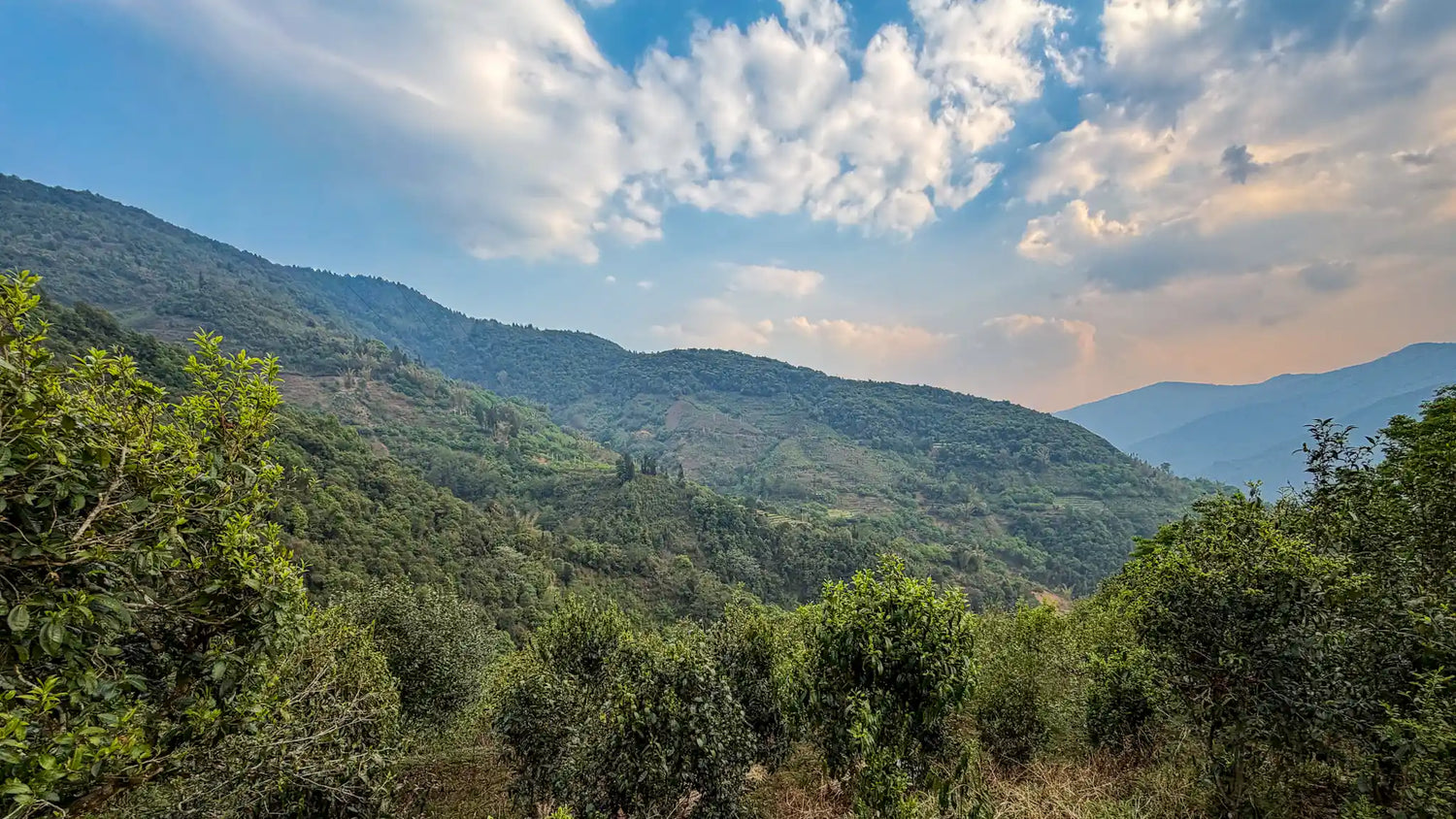Panorama de théiers en terrasses dans les montagnes du Yunnan — terroir de thé Daothé