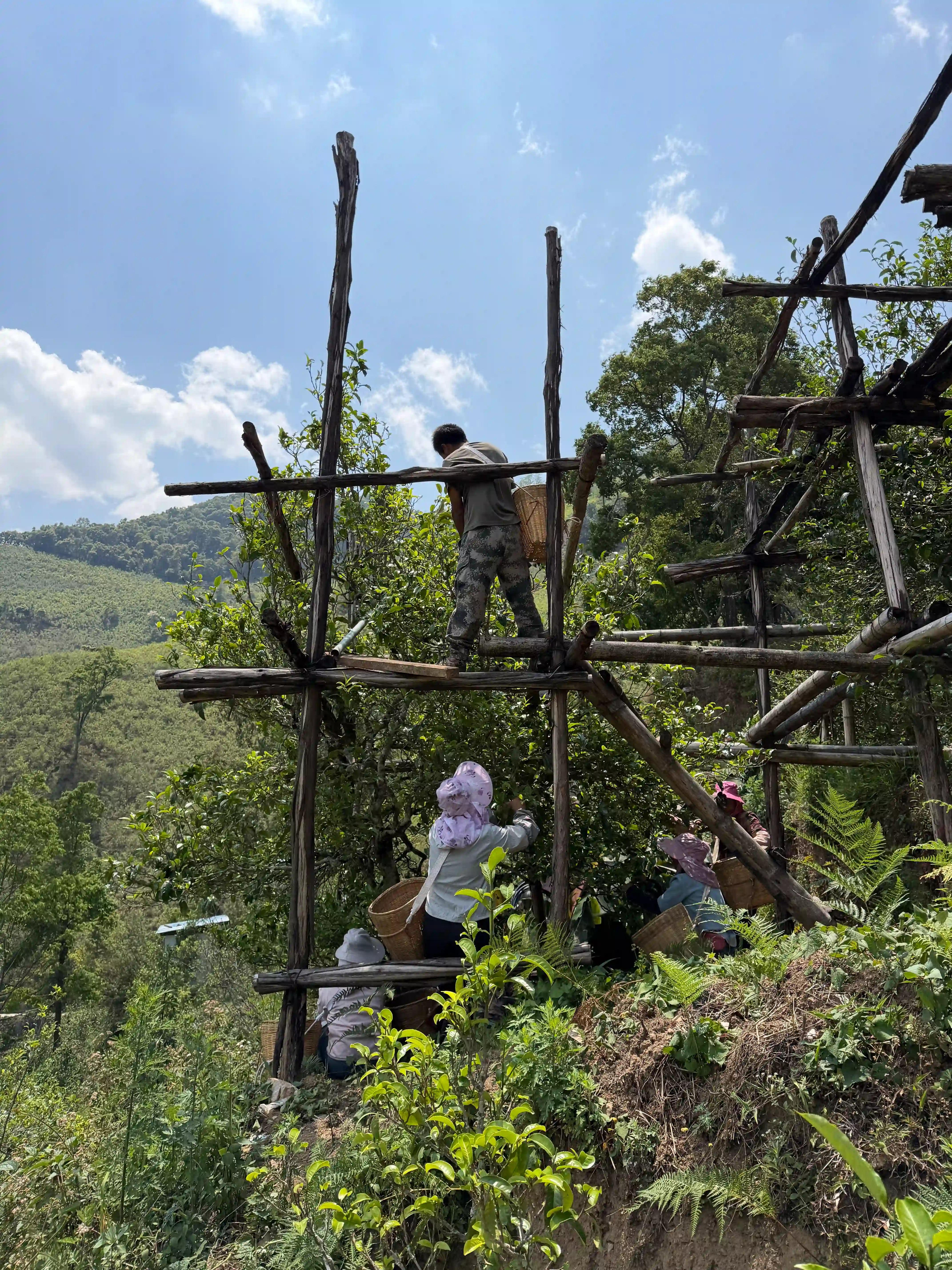 Cueillette de théiers gushu en hauteur — récoltants sur un échafaudage en bambou dans les montagnes du Yunnan