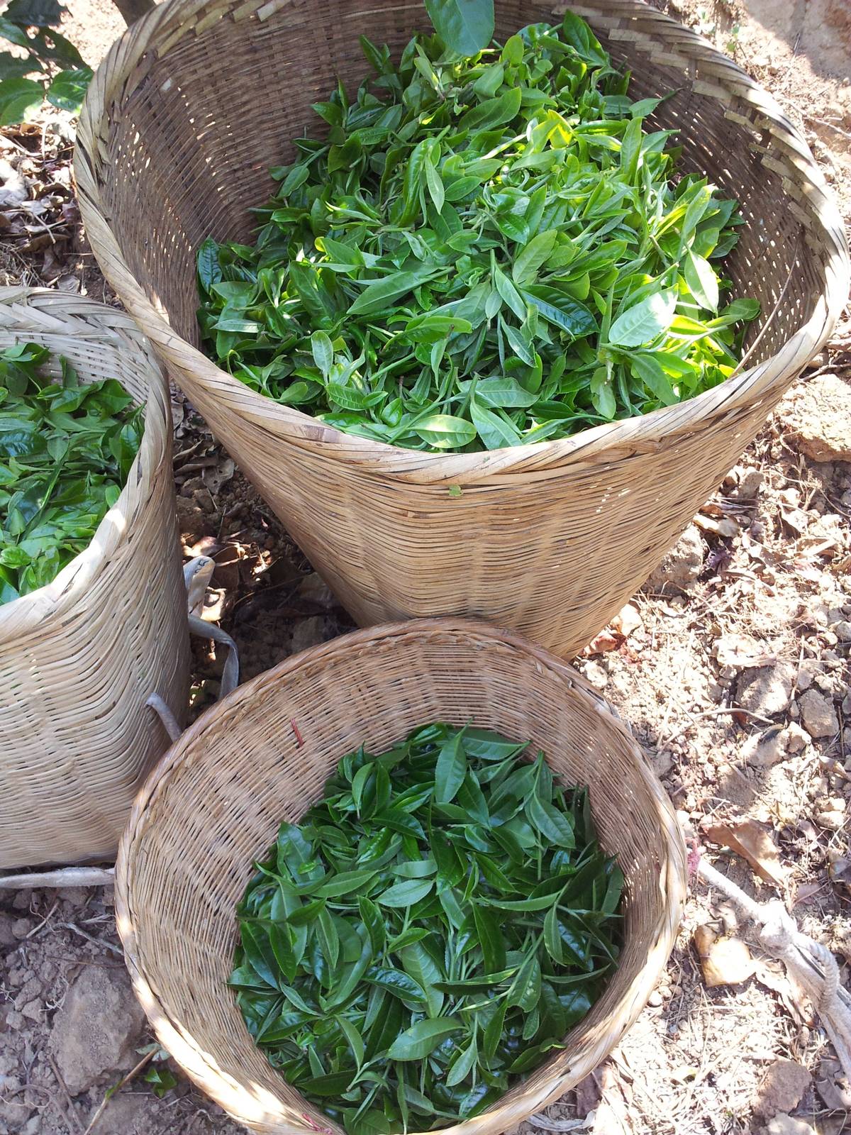 Paniers tressés remplis de feuilles de thé fraîchement cueillies dans les jardins du Yunnan