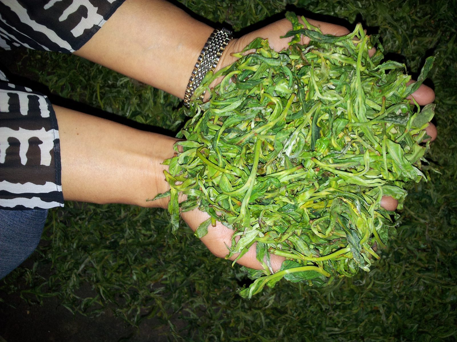 Feuilles de thé fraîches après cueillette, tenues à deux mains au Yunnan
