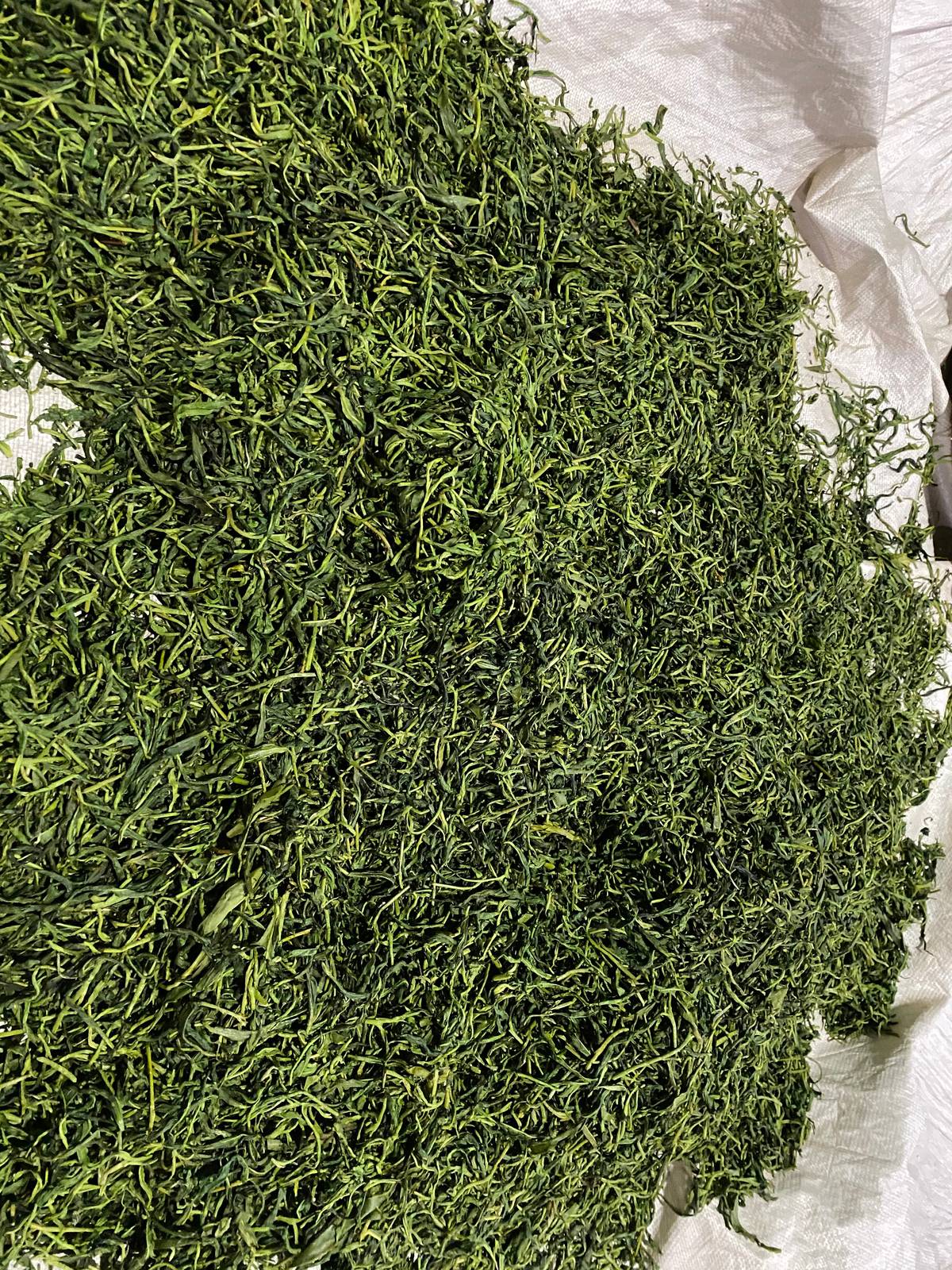 Feuilles de thé en cours de fanage au Yunnan, première étape de la fabrication du Pu'er DaoThé