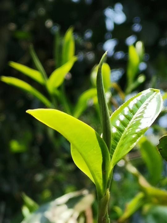 DaoThé - Thé Pu'er Cru - Théiers Centenaires - DAO'THÉ