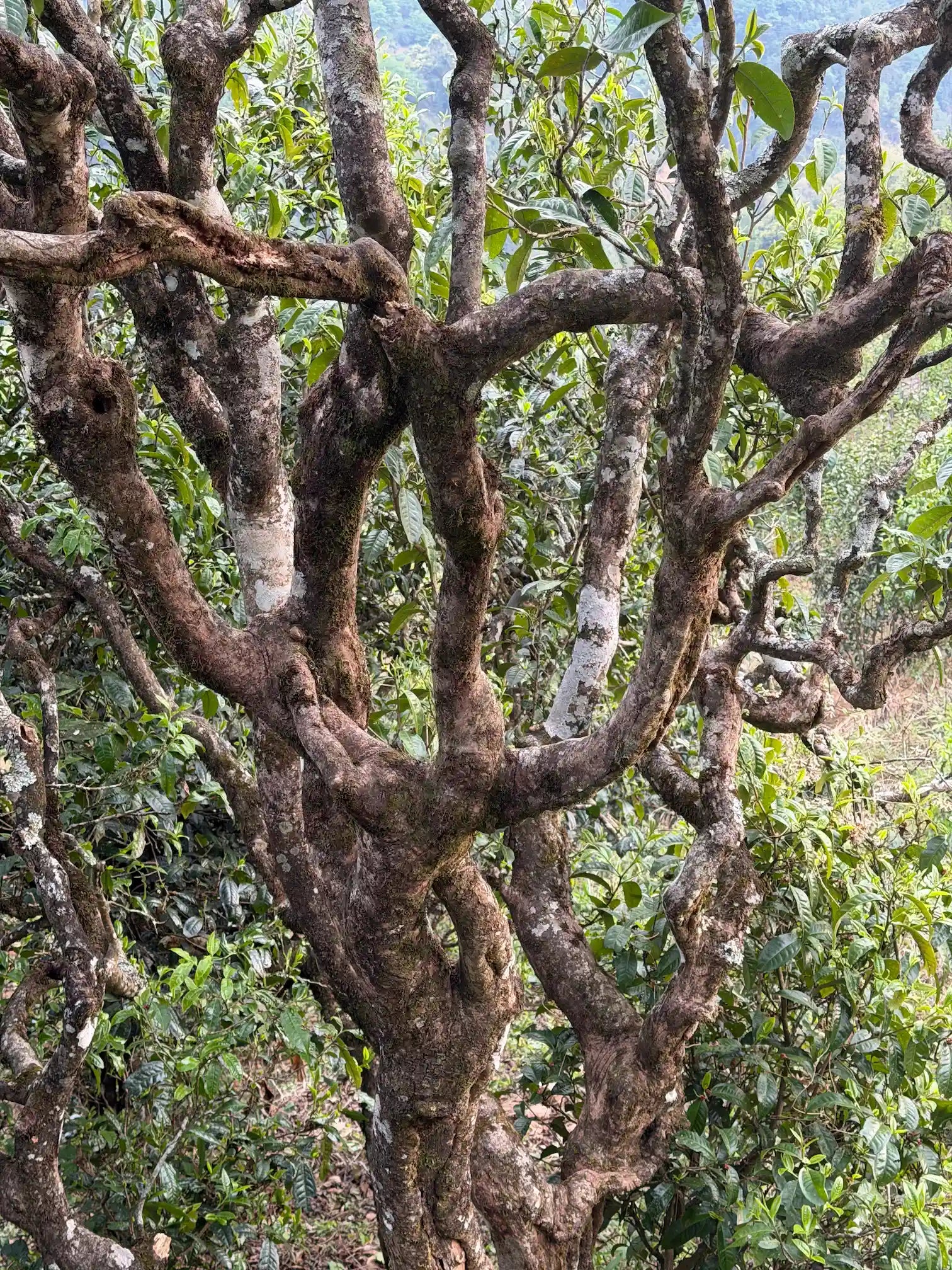 Théier ancien gushu dans les montagnes du Yunnan — tronc noueux couvert de lichen, arbre centenaire